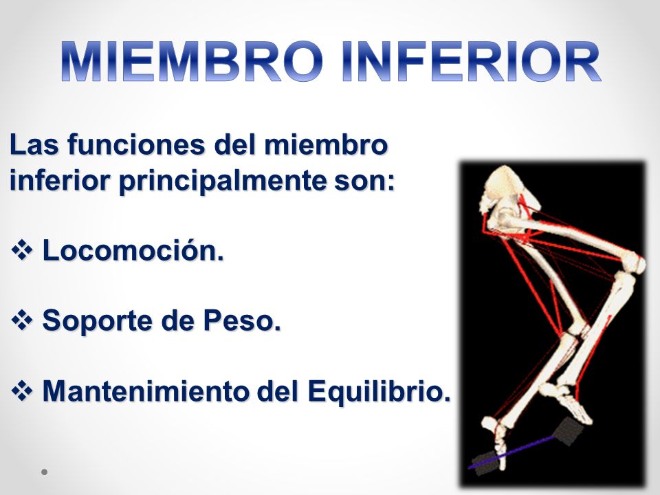 Que es miembro inferior